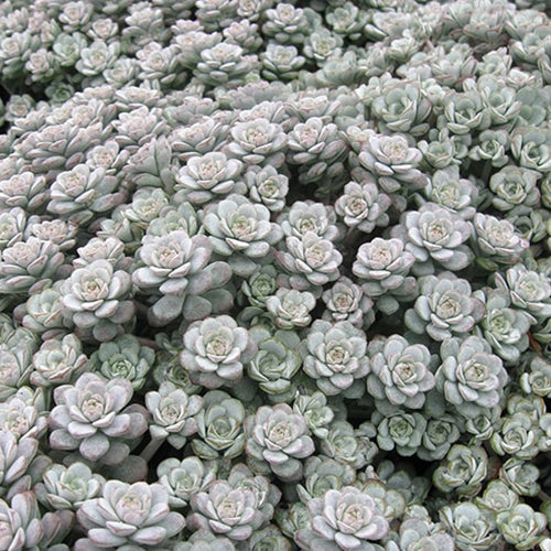 Sedum spa. 'Cape Blanco'