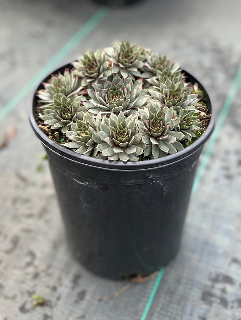 Sempervivum ‘Amanda’