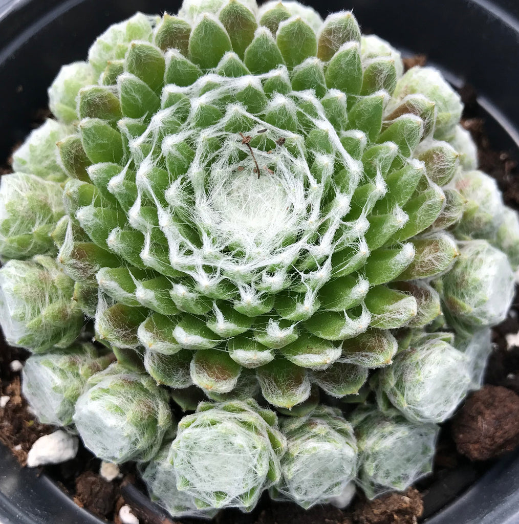 Sempervivum arachnoideum 'Cobweb Buttons'