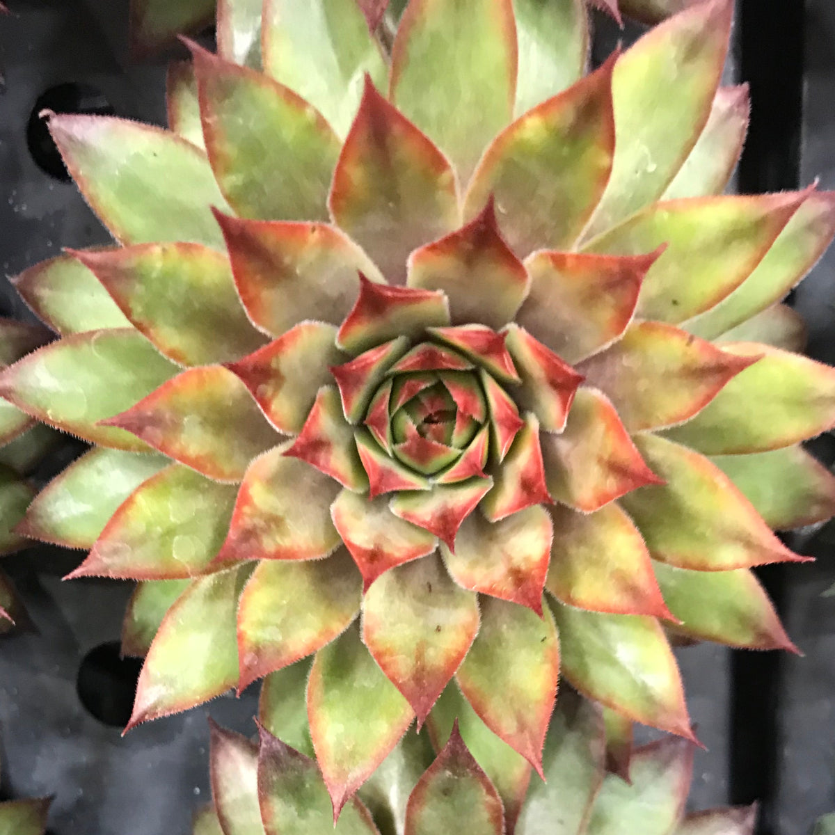 Sempervivum ‘Dynamo’