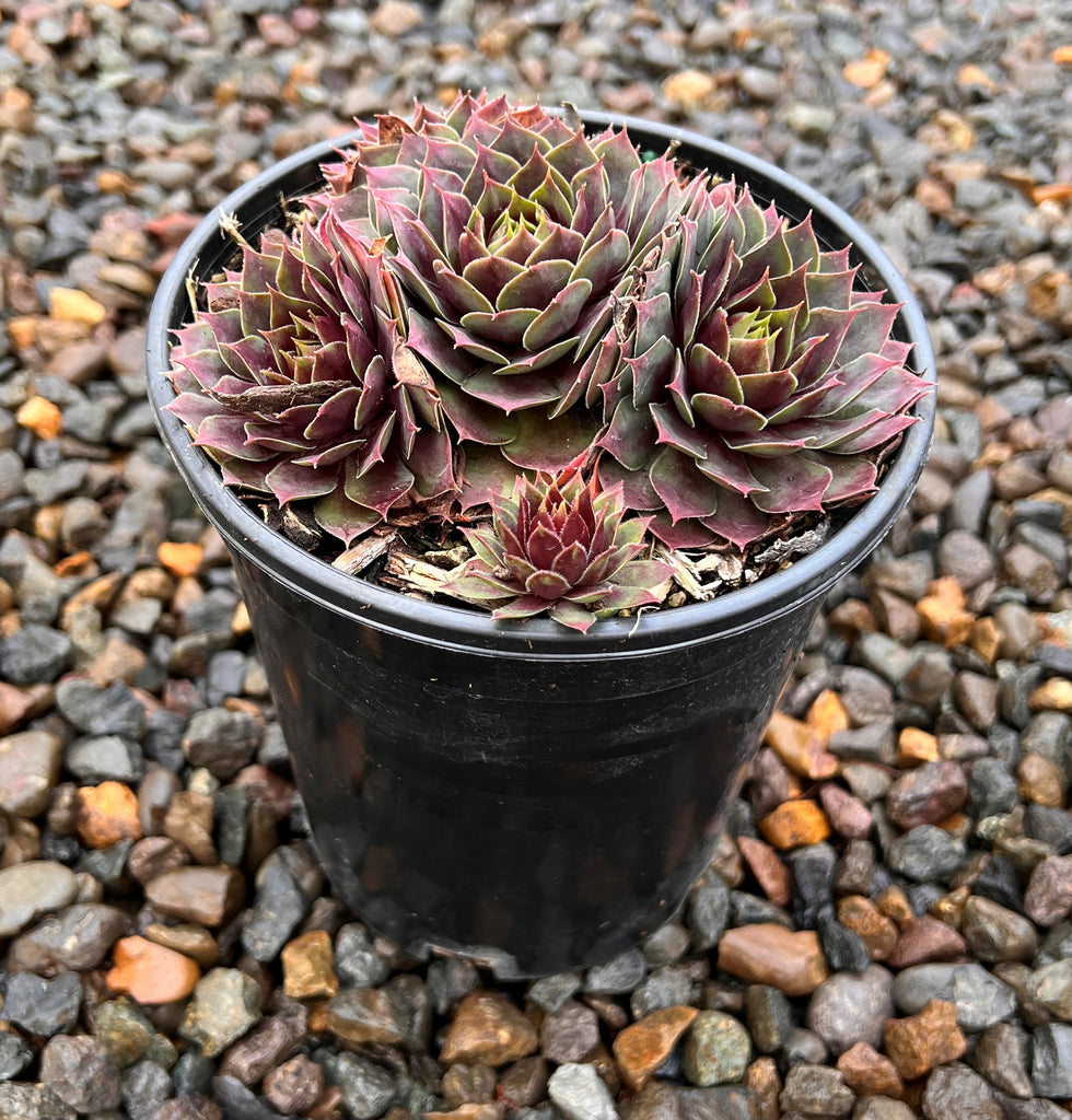 Sempervivum ‘Fuego’