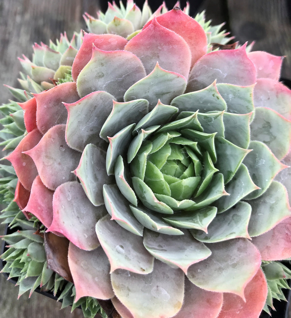 Sempervivum ‘Lilac Time’