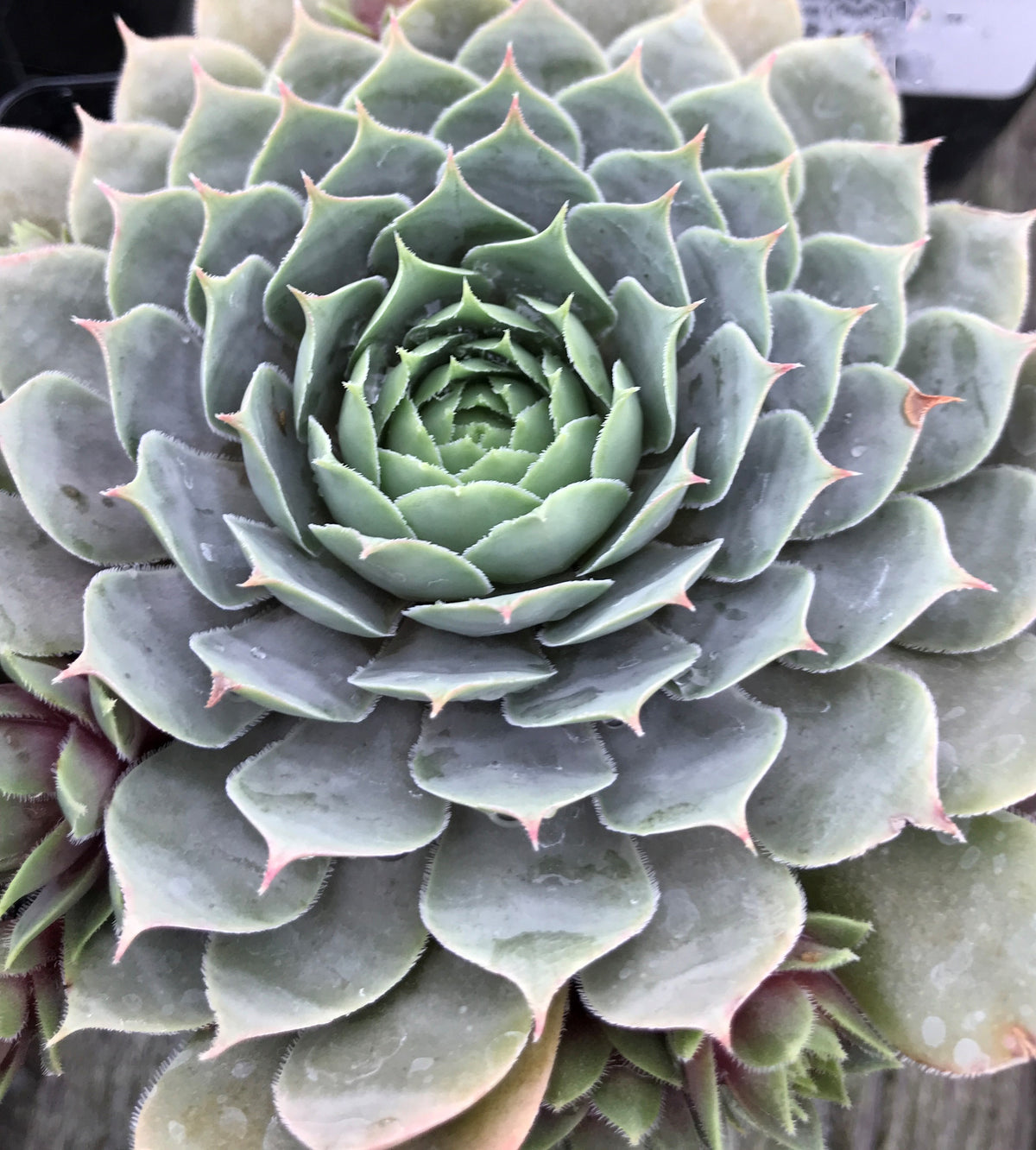 Sempervivum 'Pacific Blue Ice'
