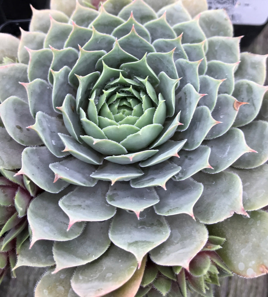 Sempervivum 'Pacific Blue Ice'
