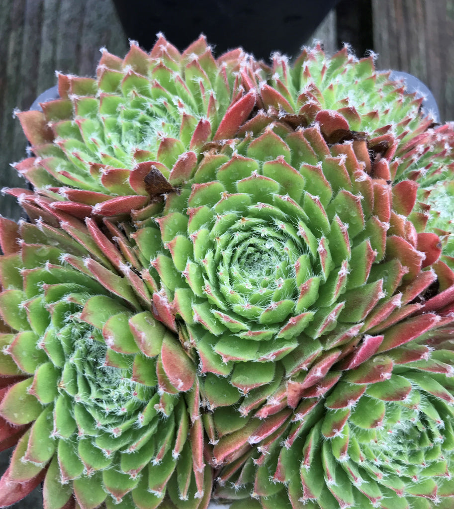 Sempervivum ‘Pacific Trails’