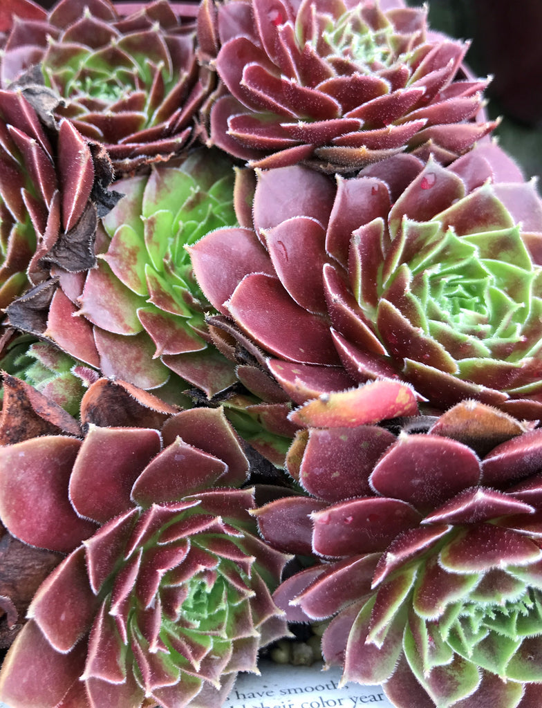 Sempervivum ‘Rubikon’