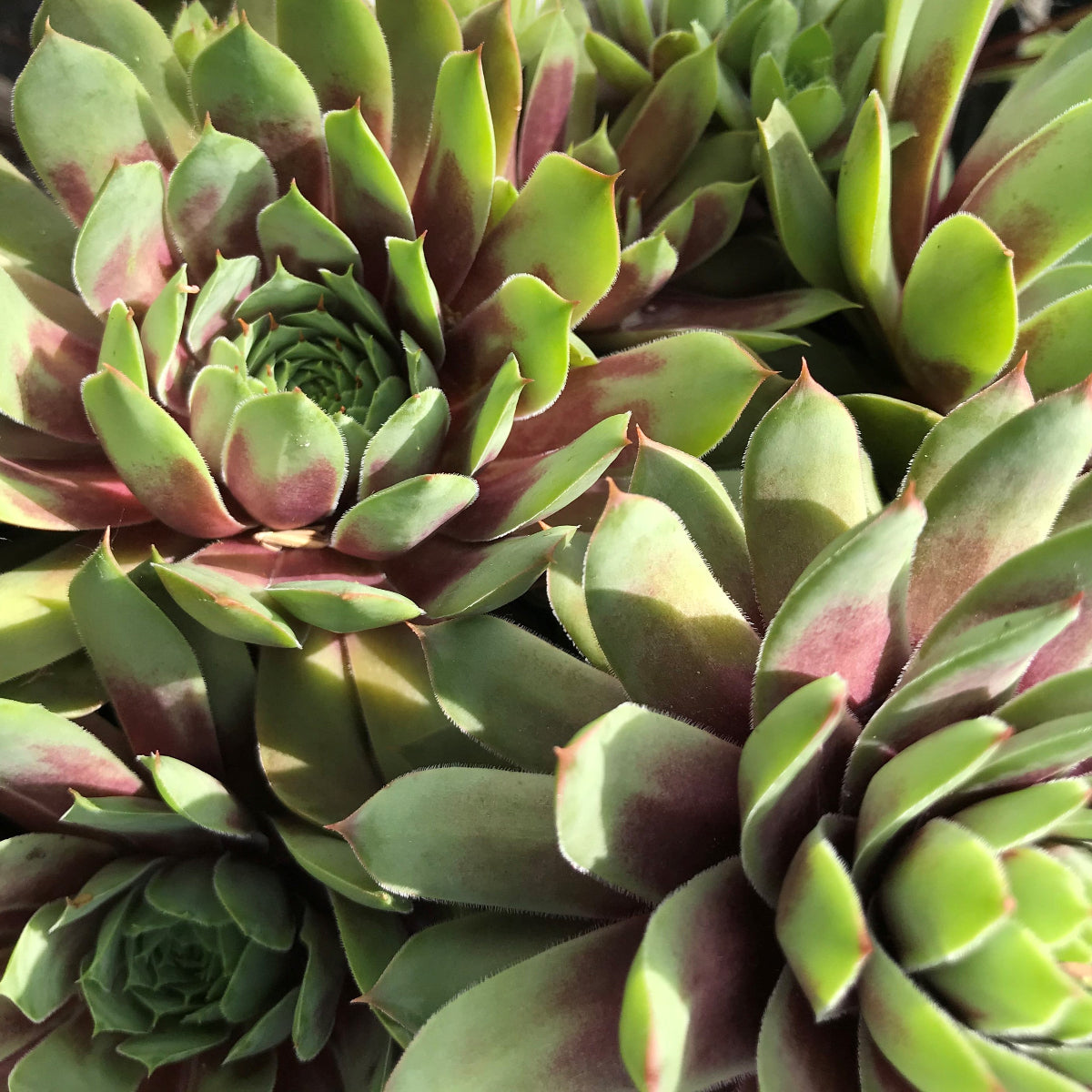 Sempervivum 'Ruby Hearts'