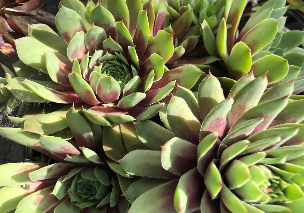 Sempervivum 'Ruby Hearts'