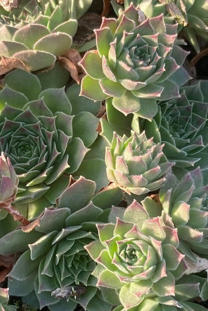 Sempervivum ‘Black Mini’