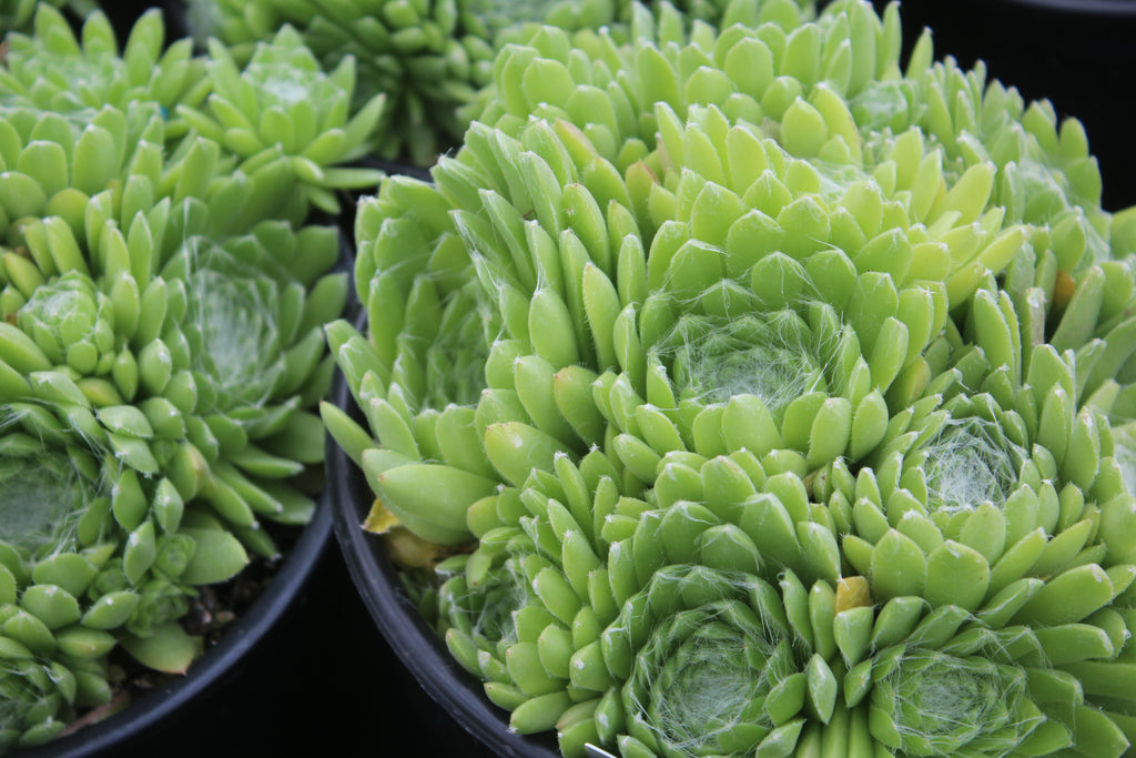 Sempervivum 'Borisii'