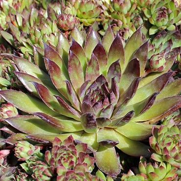 Sempervivum ‘Bronco’