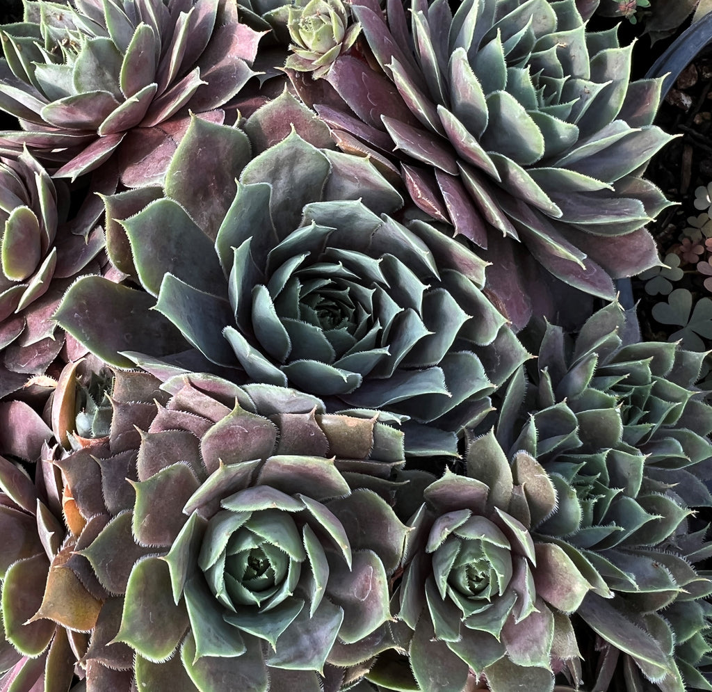 Sempervivum 'Desert Bloom'