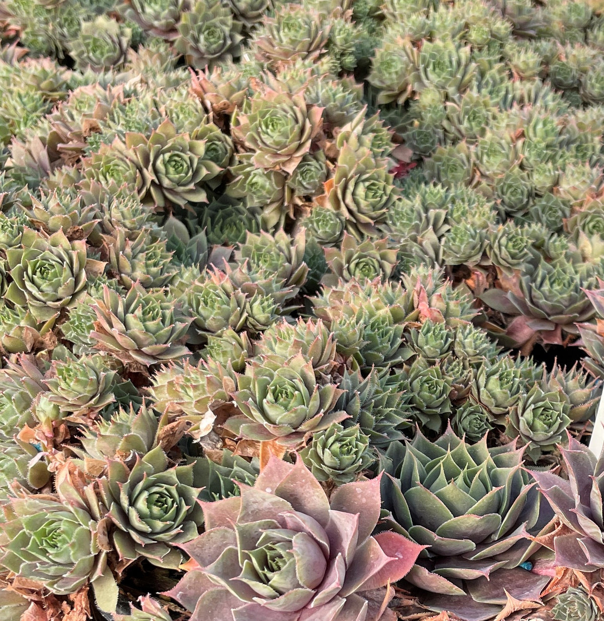 Sempervivum 'Emerald Empress'