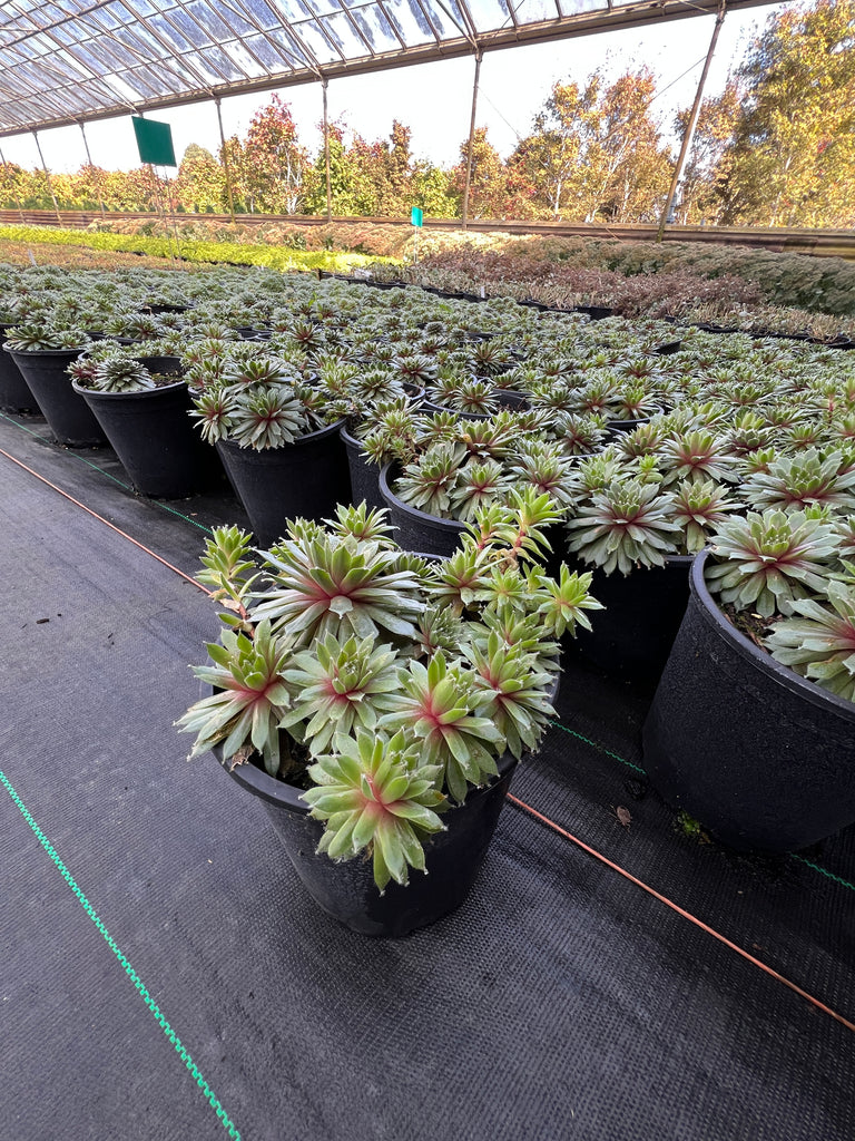 Sempervivum 'Jade Rose'