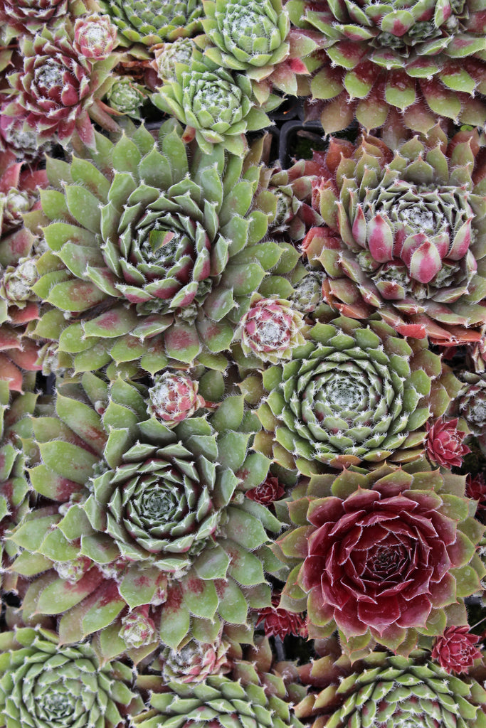 Groundcover, Sempervivum 'Jade Rose'- 25 per flat
