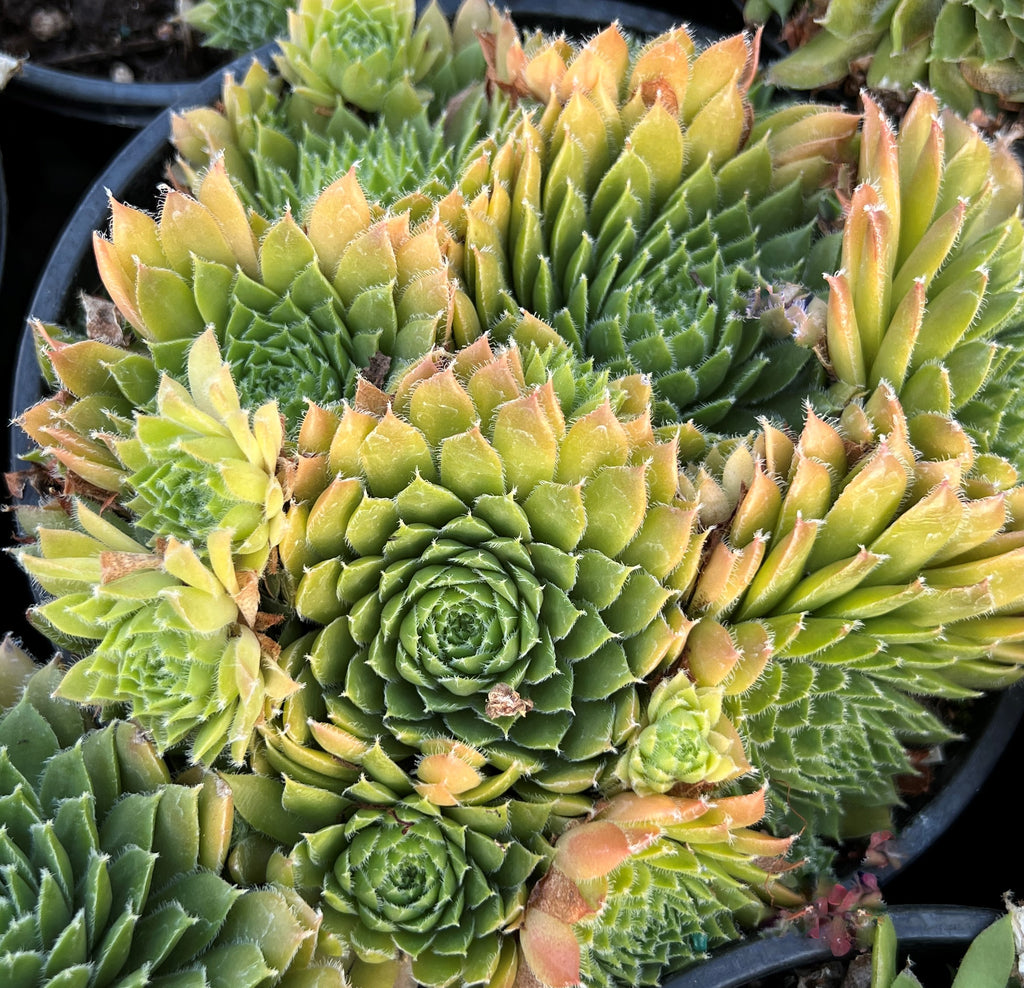 Sempervivum ‘Killer’