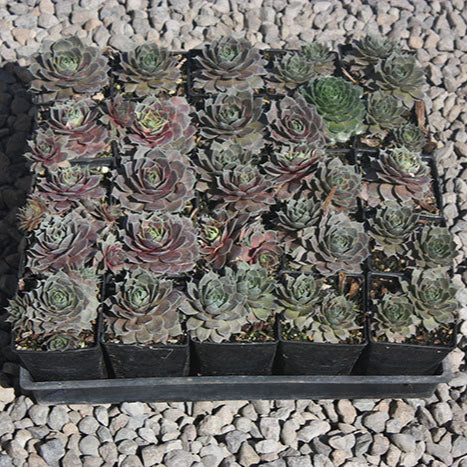 Sempervivum 'Magnificum'