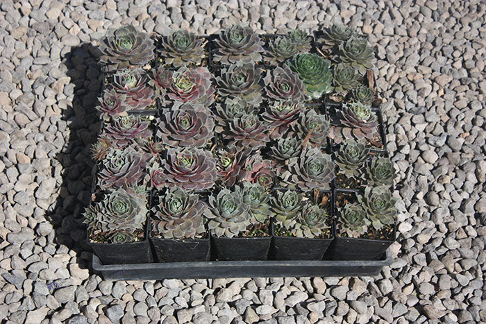 Sempervivum 'Magnificum'