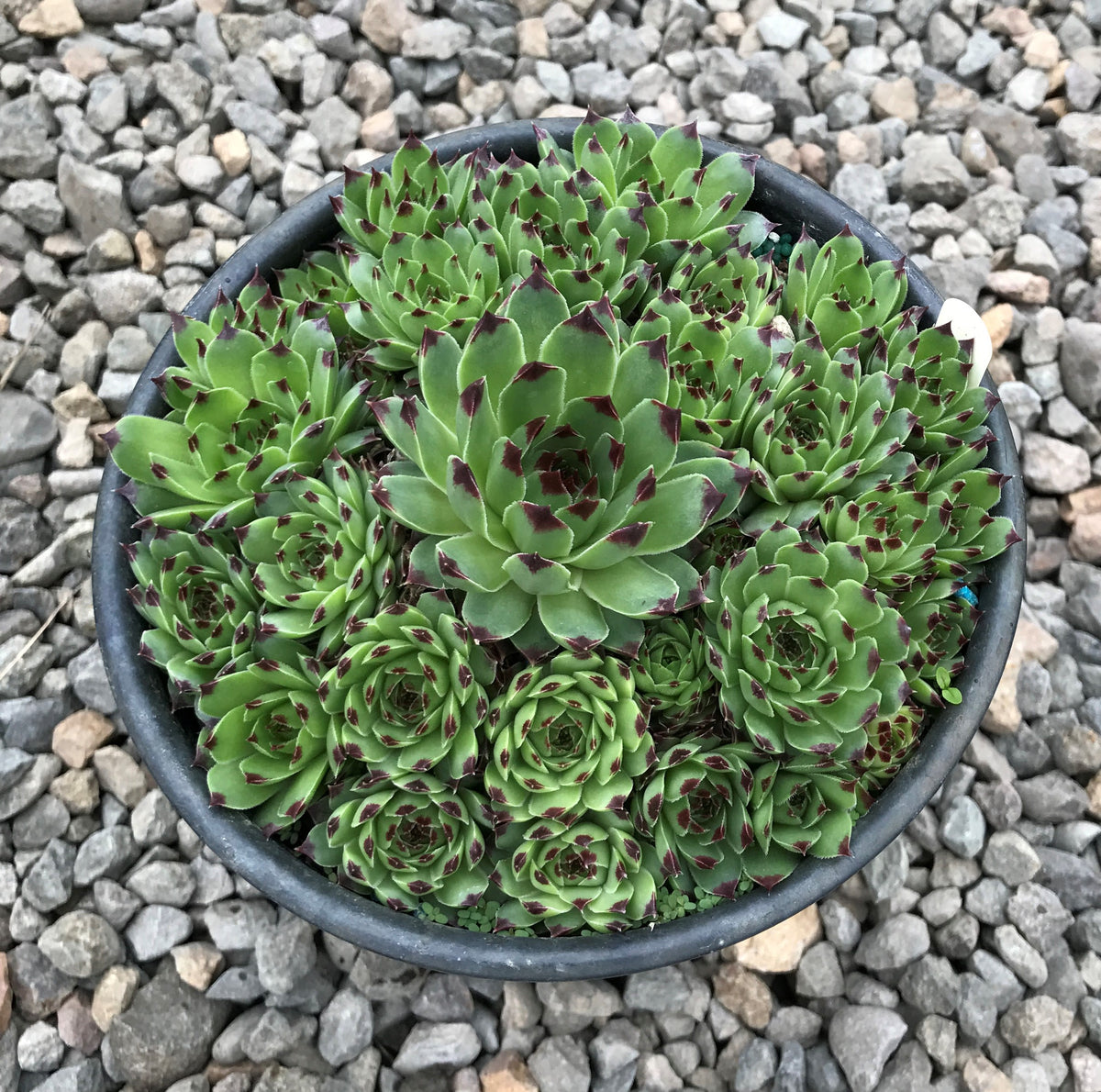 Sempervivum 'Mrs. Giuseppi'