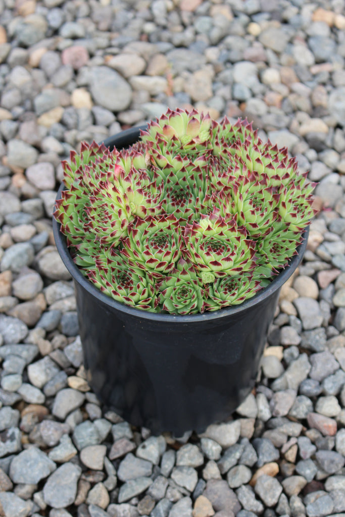 Sempervivum 'Mrs. Giuseppi'