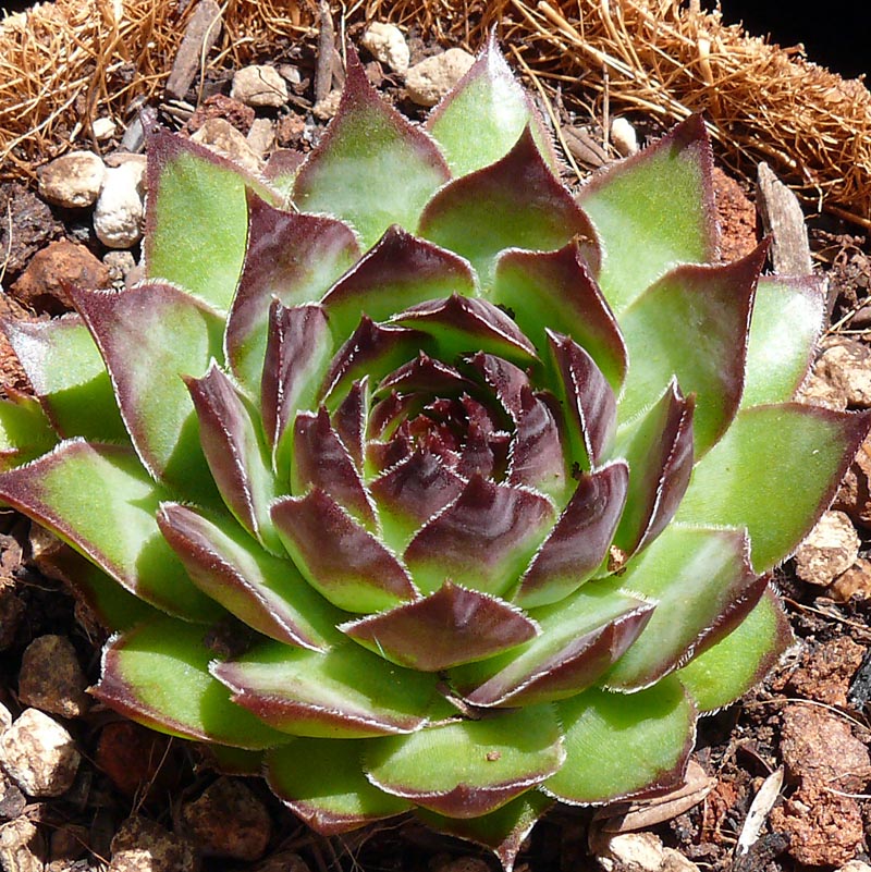 Sempervivum ‘Pluto’