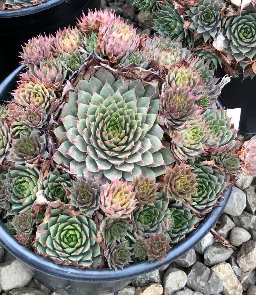 Sempervivum 'Red Beauty'