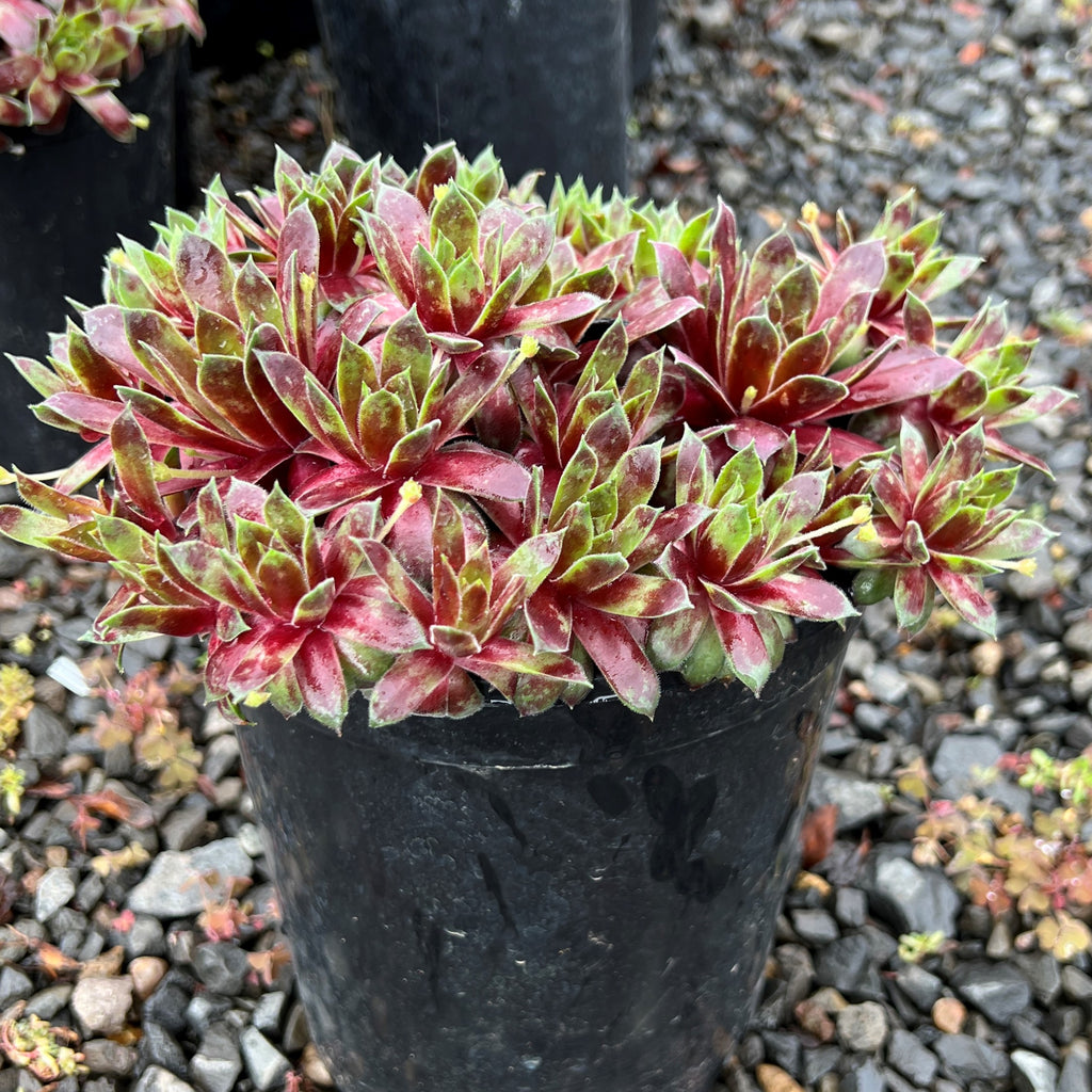 Sempervivum ‘Red Delta’