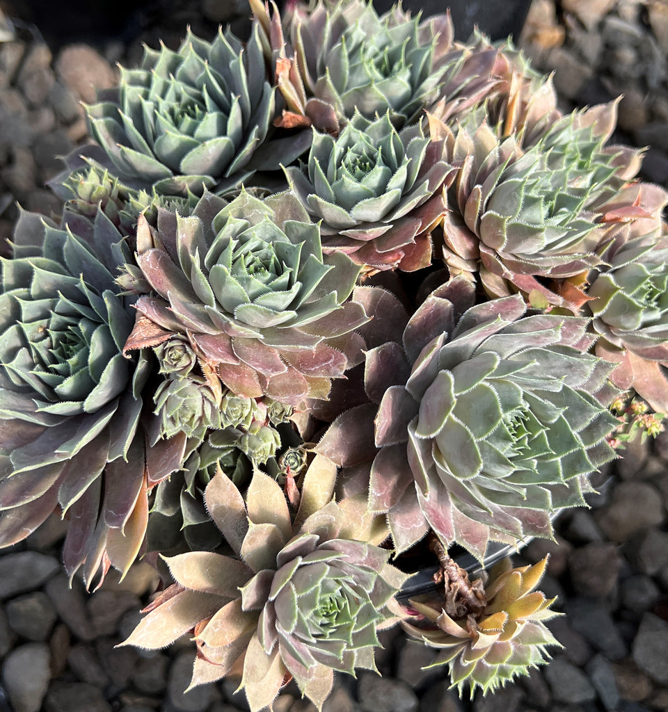 Sempervivum 'Red Heart'