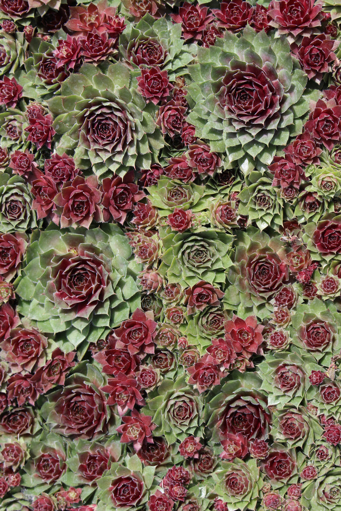 Sempervivum 'Red Nails'