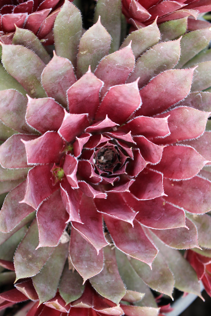 Sempervivum 'Royal Ruby'