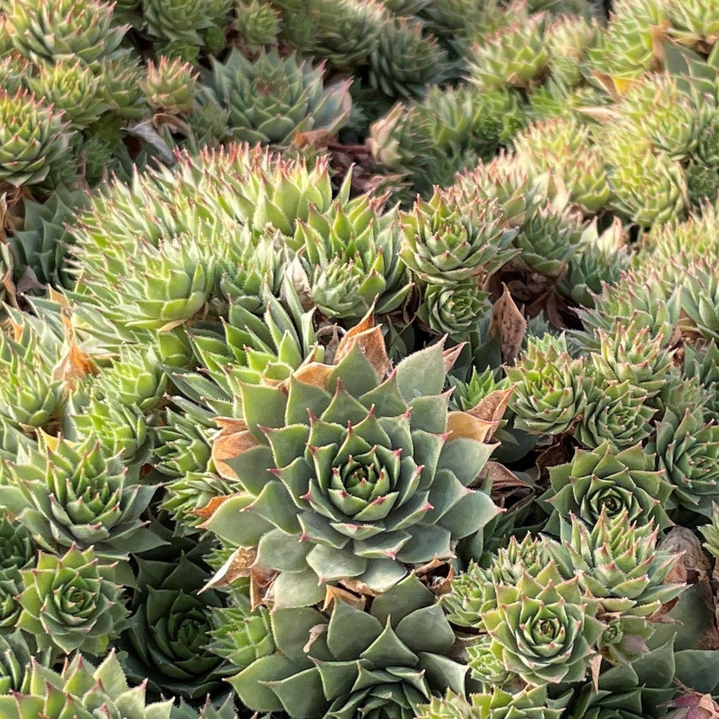 Sempervivum 'Saturn'