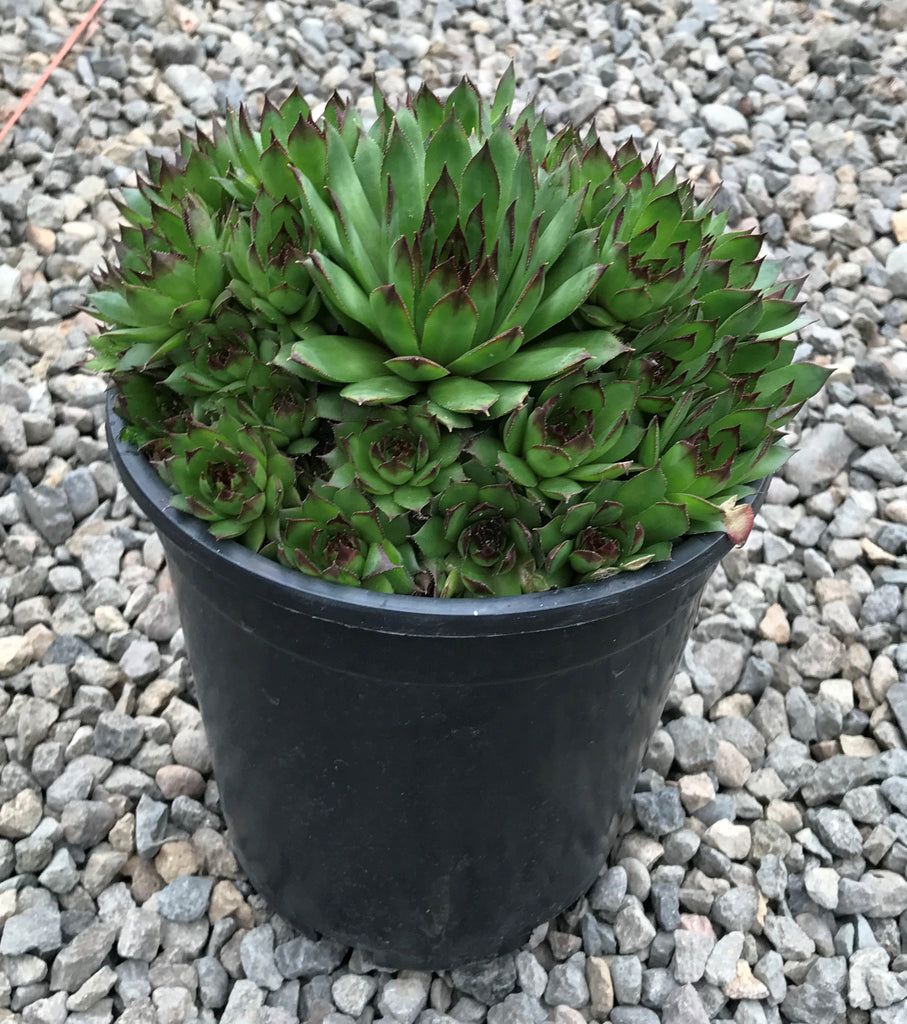 Sempervivum 'Sunset'