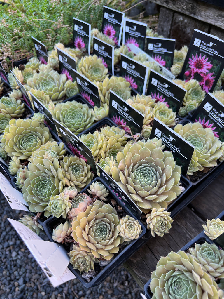 Groundcover, Sempervivum 'Thunder'- 25 per flat