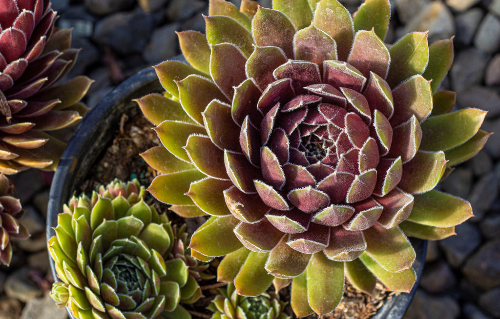 Sempervivum 'Thunder'