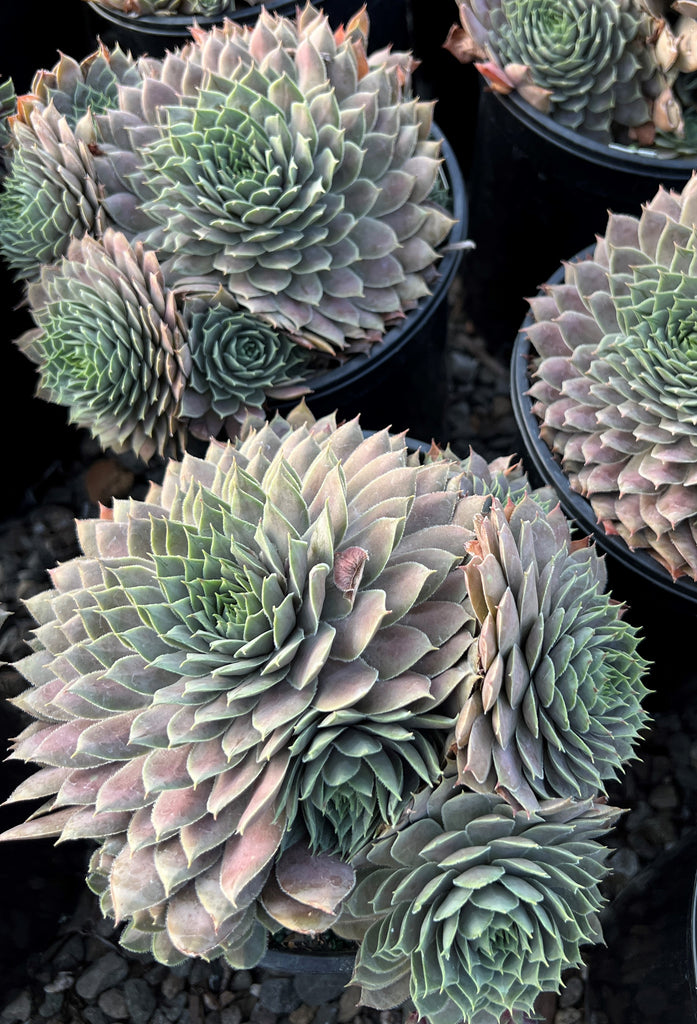 Sempervivum ‘Virgil’