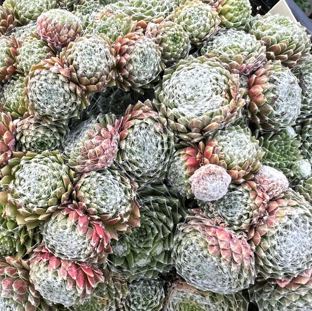 Sempervivum arachnoideum ‘Rubrum’