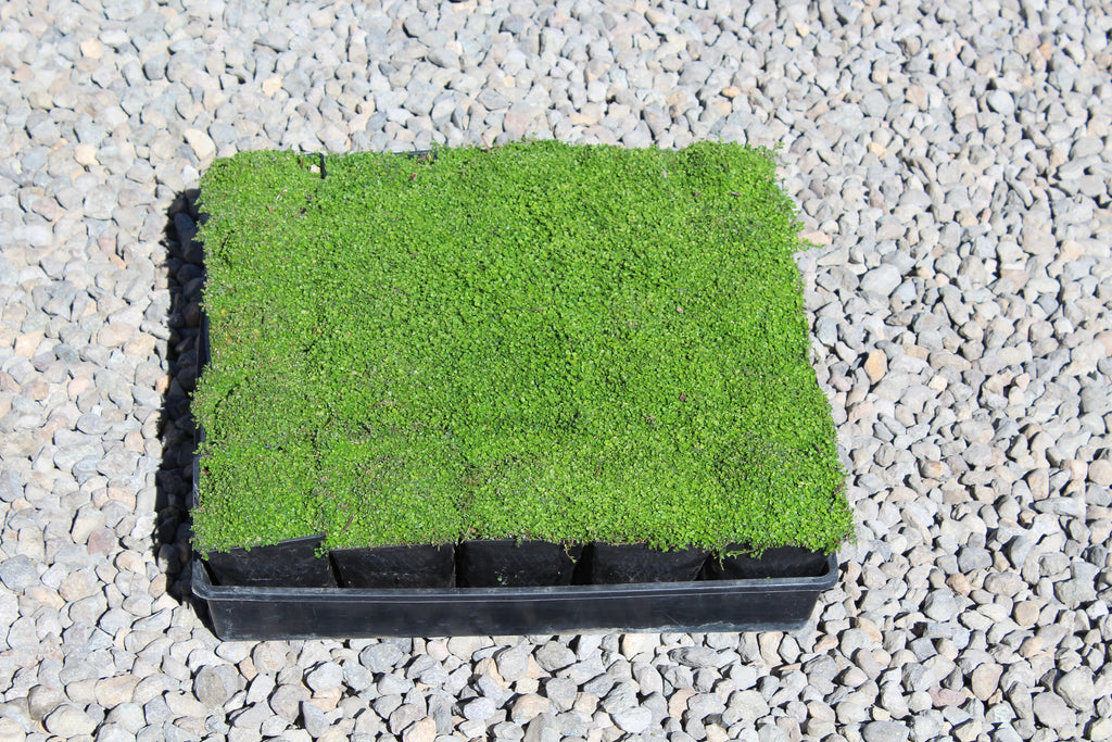 Groundcover, Soleirolia soleirolii- 25 per flat