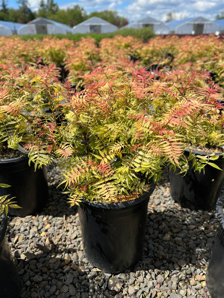 Sorbaria sorbifolia 'Sem' PP16336