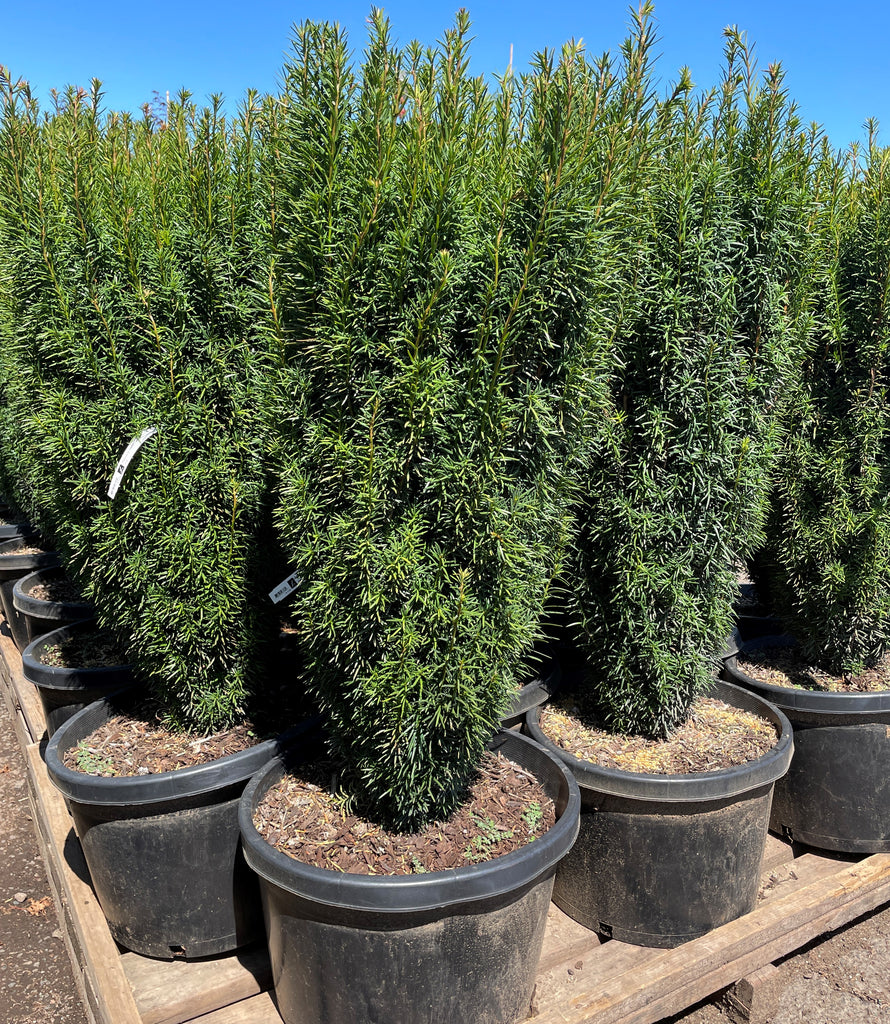 Taxus b. 'Stricta' (Fastigiata) (CG)