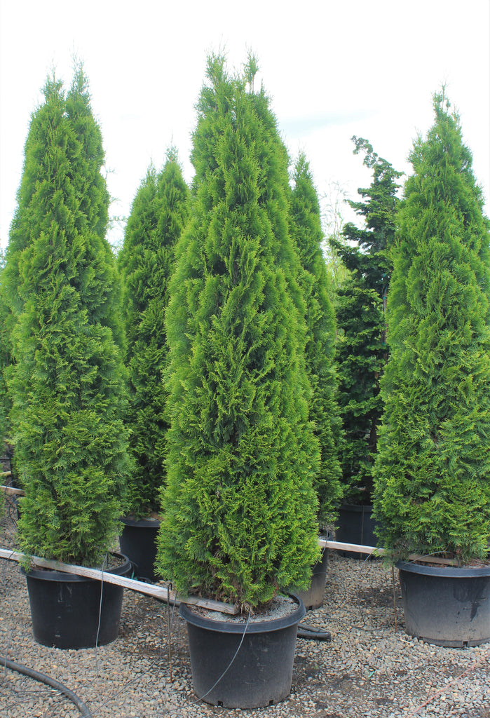 Thuja occ. 'Emerald Green' (CG)