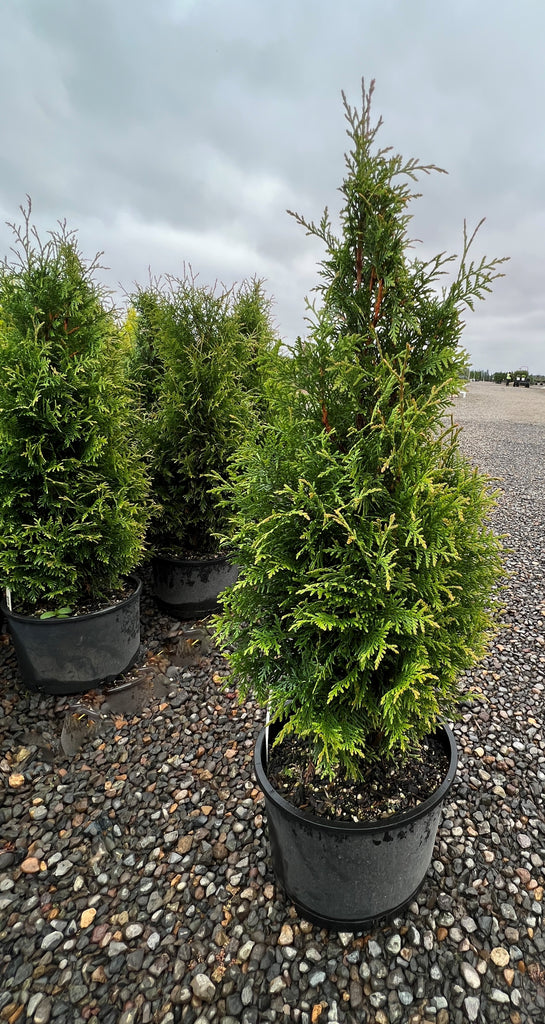 Thuja plicata 'Northern Spire' PP31298 (CG)