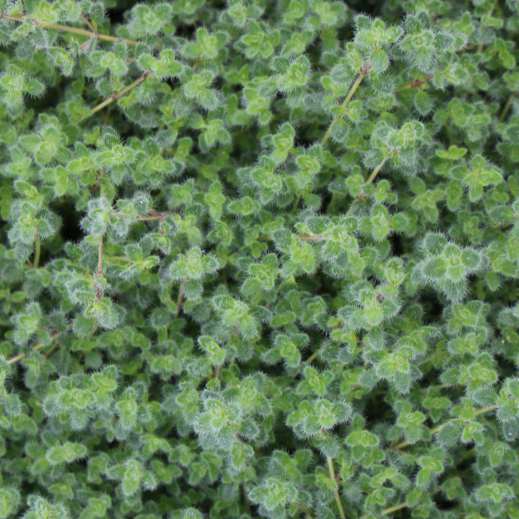 Groundcover, Thymus pseudolanuginosus (wooly)- 25 per flat