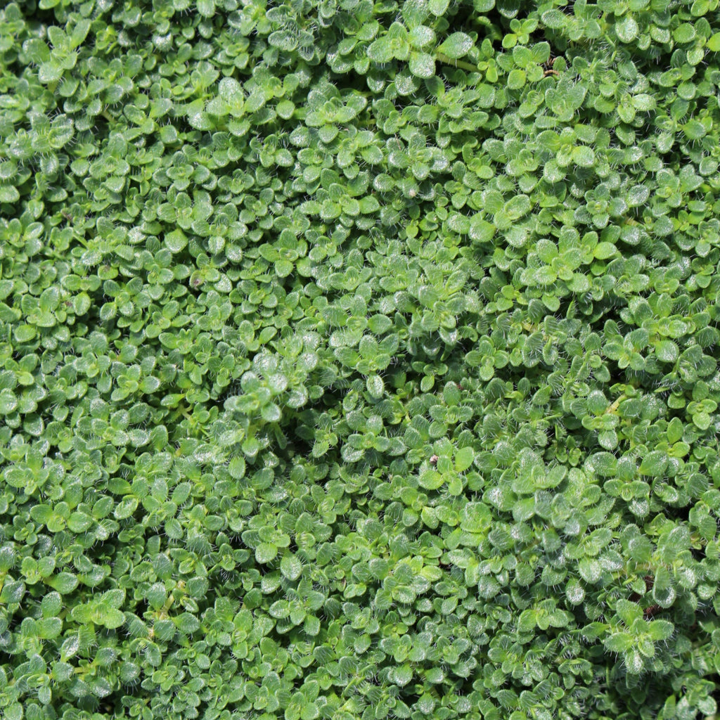 Groundcover, Thymus s. 'Minus'- 25 per flat