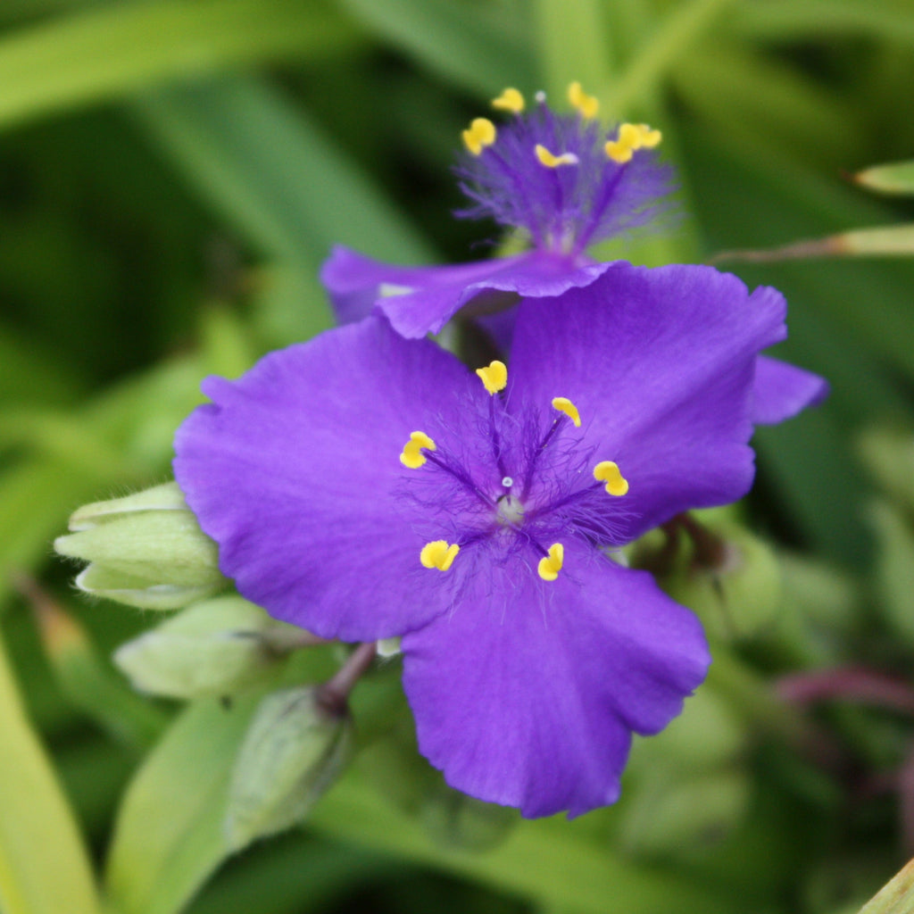 Tradescantia 'Lucky Charm' PPAF