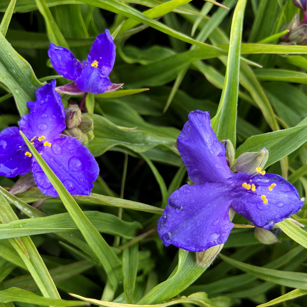 Tradescantia 'Zwanenburg Blue'