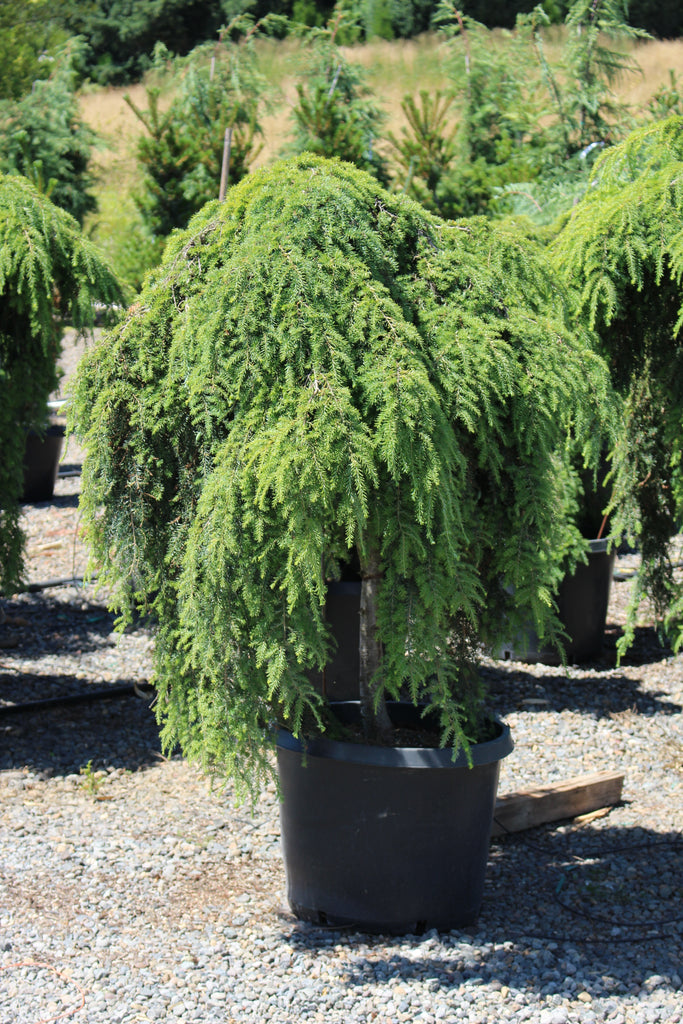 Tsuga can. 'Pendula' (Sargentii) (CG)
