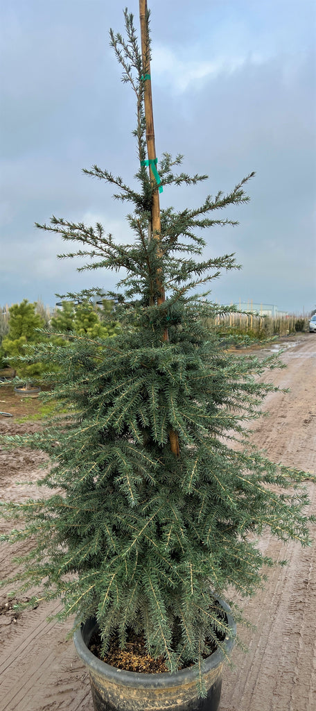 Tsuga heterophylla