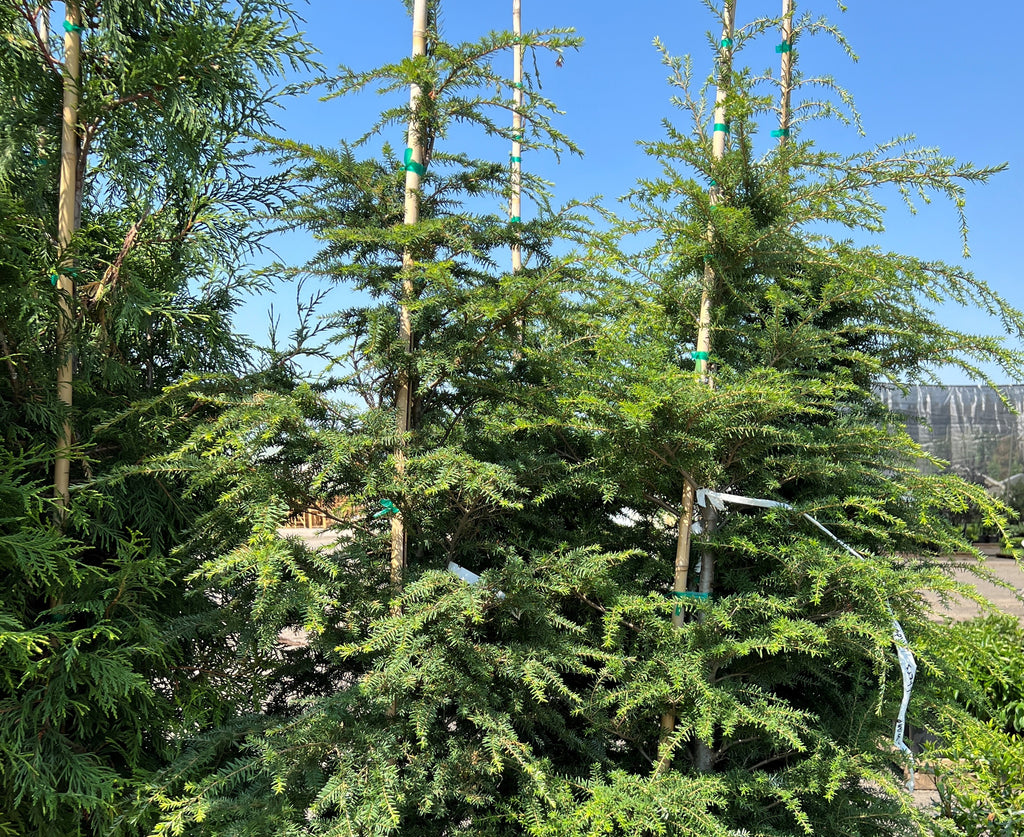 Tsuga heterophylla (CG)