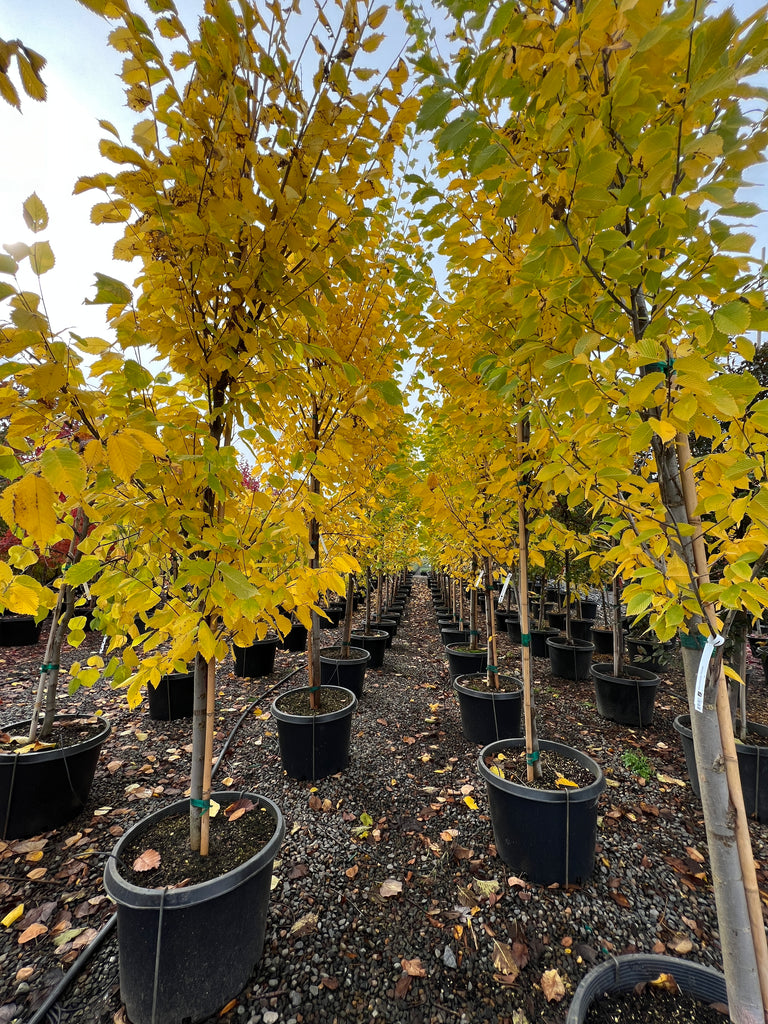 Ulmus americana 'Princeton'