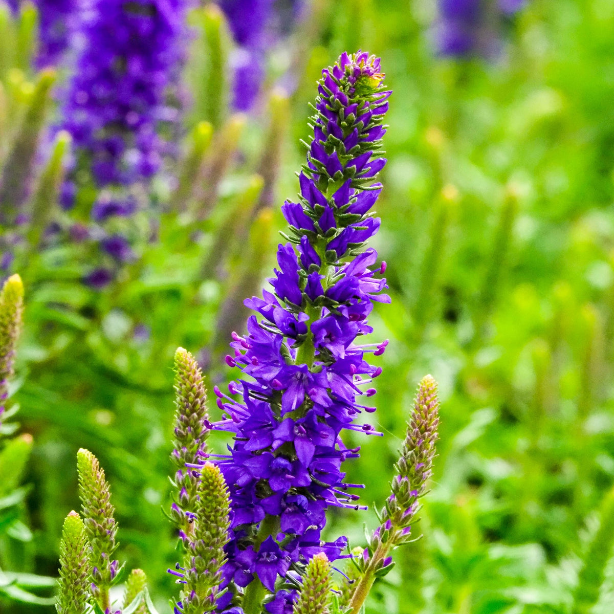 Veronica VESPERS™ 'Blue' PPAF